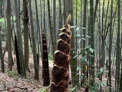 -上海佘山国家森林公园天马山园