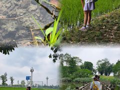 -桤木河湿地公园