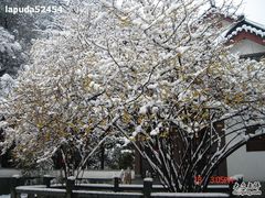 -十八棵（老龙井）御茶园(老龙井店)