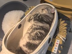 -平行世界·猫咖(首经贸店)
