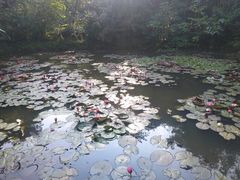 -野象谷景区