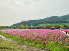 -径山花海