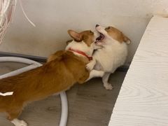 -浣熊柯尔鸭土拨鼠·电玩咖