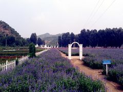 IMG_20120807_125729_副本-紫海香堤香草艺术庄园