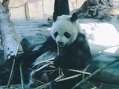 -泉州海丝野生动物世界