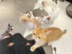 -飞行喵MR PILOT|猫舍·猫咖(静安大融城店)