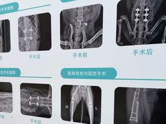 -千城康桥宠物医院CT影像·骨科·心脏专科中心(厚街分院)