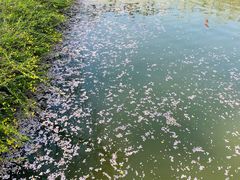 -洛阳市隋唐城遗址植物园