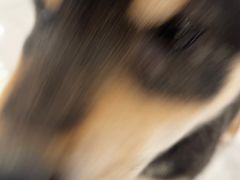 -柴犬小屋·柴餐厅·狗咖食堂(金鼎广场店)