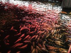 -长春市南湖公园