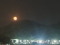 -野狸岛