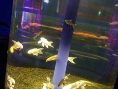 -沙沙哗啦海洋馆(华宇百花谷店)