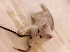 -猫大福·Fortune Cat猫舍(百子湾店)