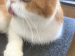 -喵园·猫主题咖啡厅·撸猫·猫咖(国贸店)