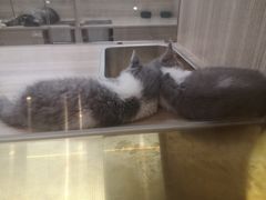 -飞行喵MR PILOT|猫舍·猫咖(静安大融城店)