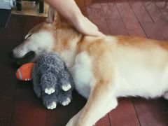 -喜柴咖啡·柴犬狗咖