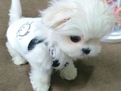 -萌宠之家·腊肠犬·马尔泰·小体犬舍