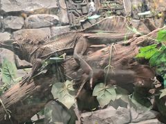 -正佳雨林生态植物园