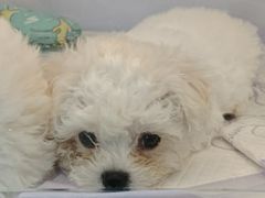 -翊宠yipet猫狗购宠庄园犬舍•猫舍