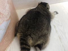 -浣熊柯尔鸭土拨鼠·电玩咖