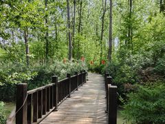 -合肥滨湖国家森林公园