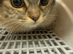 -芭比堂动物医院·CT·微创中心(新顺分院)