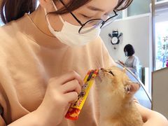 -飞行喵MR PILOT|猫舍·猫咖(静安大融城店)
