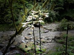 -西岭雪山大飞水景区