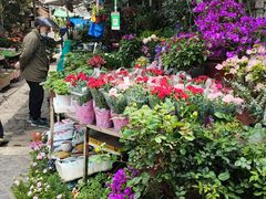 -曲阳花鸟市场(曲阳路店)