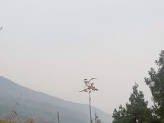 -北京十三陵国家森林公园蟒山景区