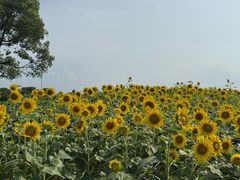 -苏州湾体育公园