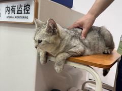 -瑞派宠物医院·CT影像中心·猫友好医院(奥城店)