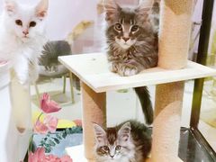 -十年猫舍·猫咪专门店(普陀店)
