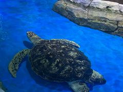 -石家庄极地海洋世界