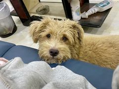 -美联众合动物医院(·中兽医·疑难杂症·严家桥分院)