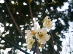 -荔枝公园(福田区)