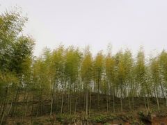 -灵山景区梯田