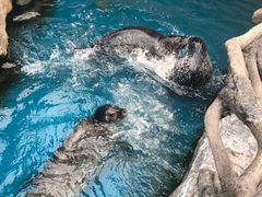 -华夏文旅海洋公园