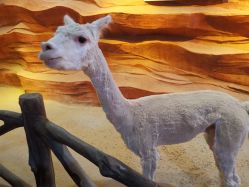 -酷嗒动物文化乐园(cutezoo西溪乐天城店)