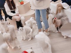 -瞄一喵猫咖(格力海岸店)