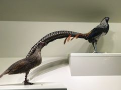 -四川大学博物馆