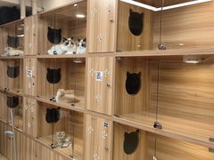 -猫十亿·布偶金渐层·曼基康矮脚猫舍(青年路店)