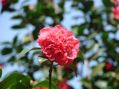 景点-南沙蒲洲花园