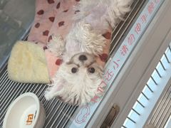 -FAELING PETS美天灵宠物(合生汇店)