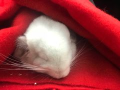 -瑞派·关忠动物医院·异宠专科·犬猫肿瘤·皮肤专科(望京店)