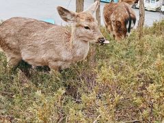 -大连森林动物园