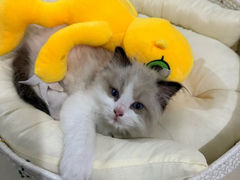 -唐小姐の猫狗洗护·购宠旗舰店(周浦万达店)