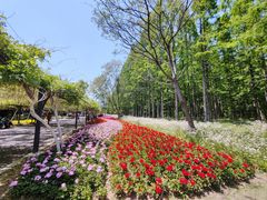 -东平国家森林公园