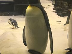 -悉尼海洋生物水族馆