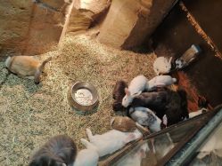 -酷嗒动物文化乐园(cutezoo西溪乐天城店)